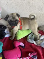 Last fawn boy puppy , a male Pug for sale in Riverside, CA – 5 of 7