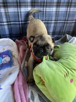 Milo , a male Pug for sale in Riverside, CA – 2 of 7