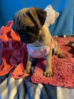 Girl puppy2, a female Pug for sale in Riverside, CA – 6 of 8