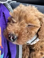 Rocky, a male Miniature Goldendoodle for sale in Beverly, MA – Photo 3 of 4