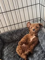 Rocky, a male Miniature Goldendoodle for sale in Beverly, MA – Photo 2 of 4