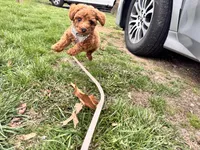 Rocky, a male Miniature Goldendoodle for sale in Beverly, MA – Photo 4 of 4