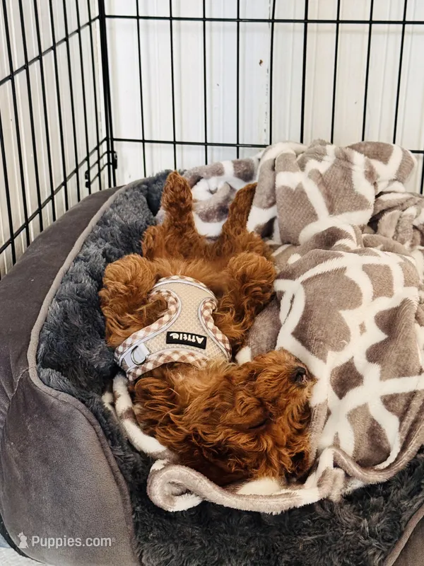 Rocky – Miniature Goldendoodle puppy for sale in Beverly, MA