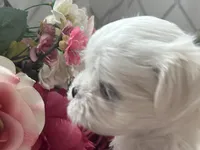 Buddy name changed, a male Maltese for sale in Vancouver, WA – 3 of 7