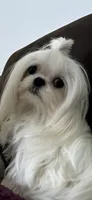 Buddy, a male Maltese for sale in Vancouver, WA – 6 of 7