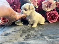 Rolex, a male Maltese for sale in Vancouver, WA – 3 of 5