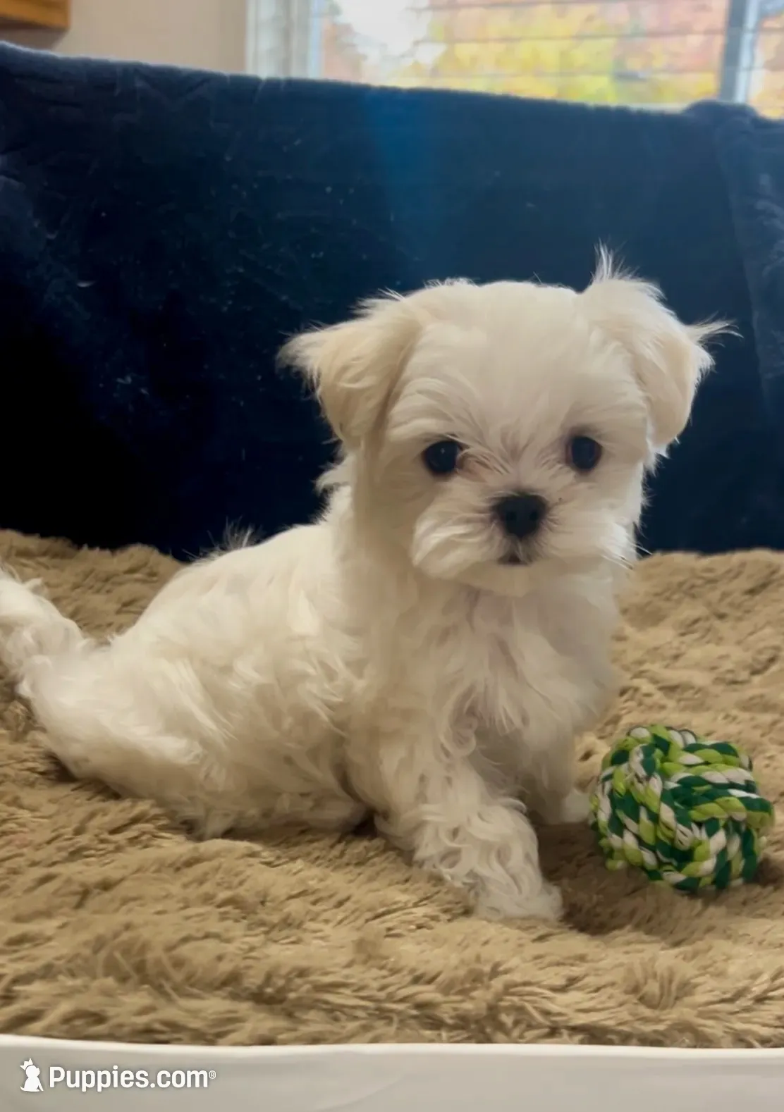 Buddy, a male Maltese for sale in Vancouver, WA – 1 of 7