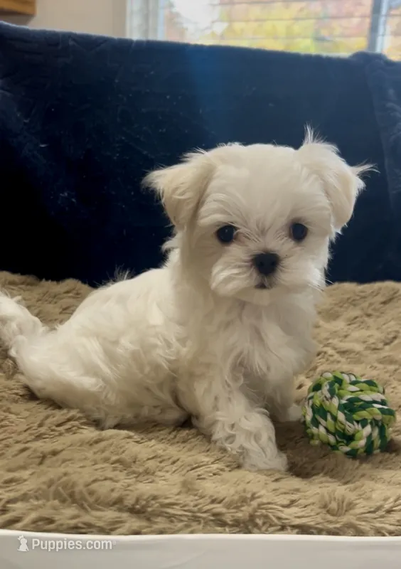 AKC Buddy  – Maltese puppy for sale in Vancouver, WA