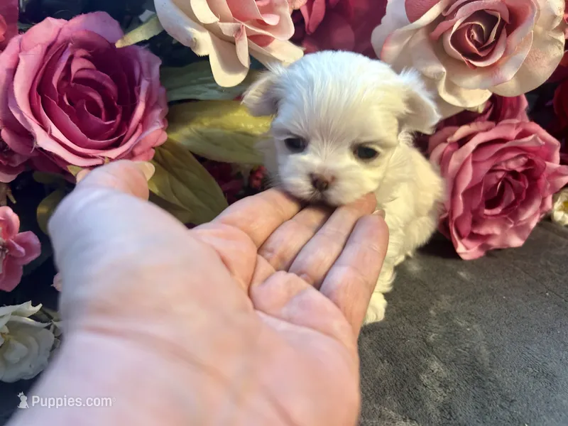 Dolly – Maltese puppy for sale in Vancouver, WA