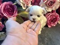 Dolly, a female Maltese for sale in Vancouver, WA – 1 of 6