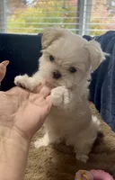 Buddy, a male Maltese for sale in Vancouver, WA – 3 of 7