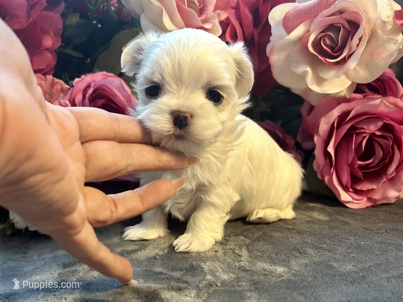 Rolex – Maltese puppy for sale in Vancouver, WA
