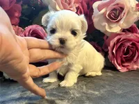 Rolex, a male Maltese for sale in Vancouver, WA – 1 of 5
