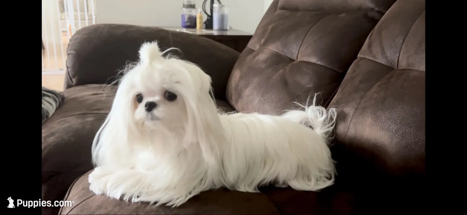 Buddy name changed, a male Maltese for sale in Vancouver, WA – 6 of 7