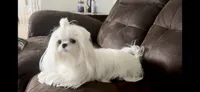 Rolex, a male Maltese for sale in Vancouver, WA – 4 of 5