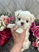 Buddy name changed, a male Maltese for sale in Vancouver, WA – 5 of 7