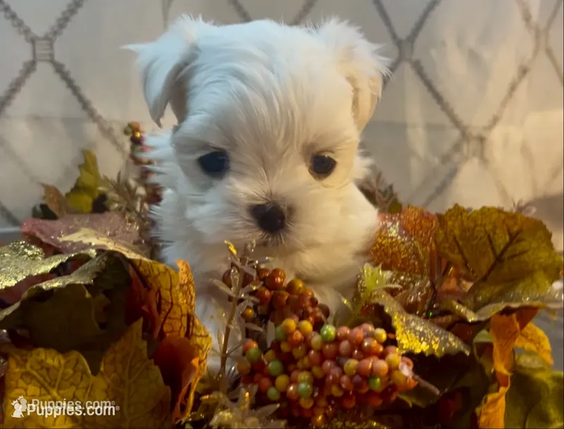 Rolex – Maltese puppy for sale in Vancouver, WA