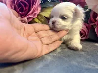 Dolly, a female Maltese for sale in Vancouver, WA – 4 of 6