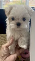 Buddy, a male Maltese for sale in Vancouver, WA – 4 of 7