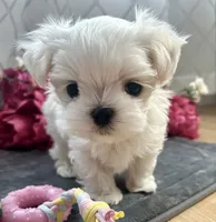 Buddy name changed, a male Maltese for sale in Vancouver, WA – 2 of 7