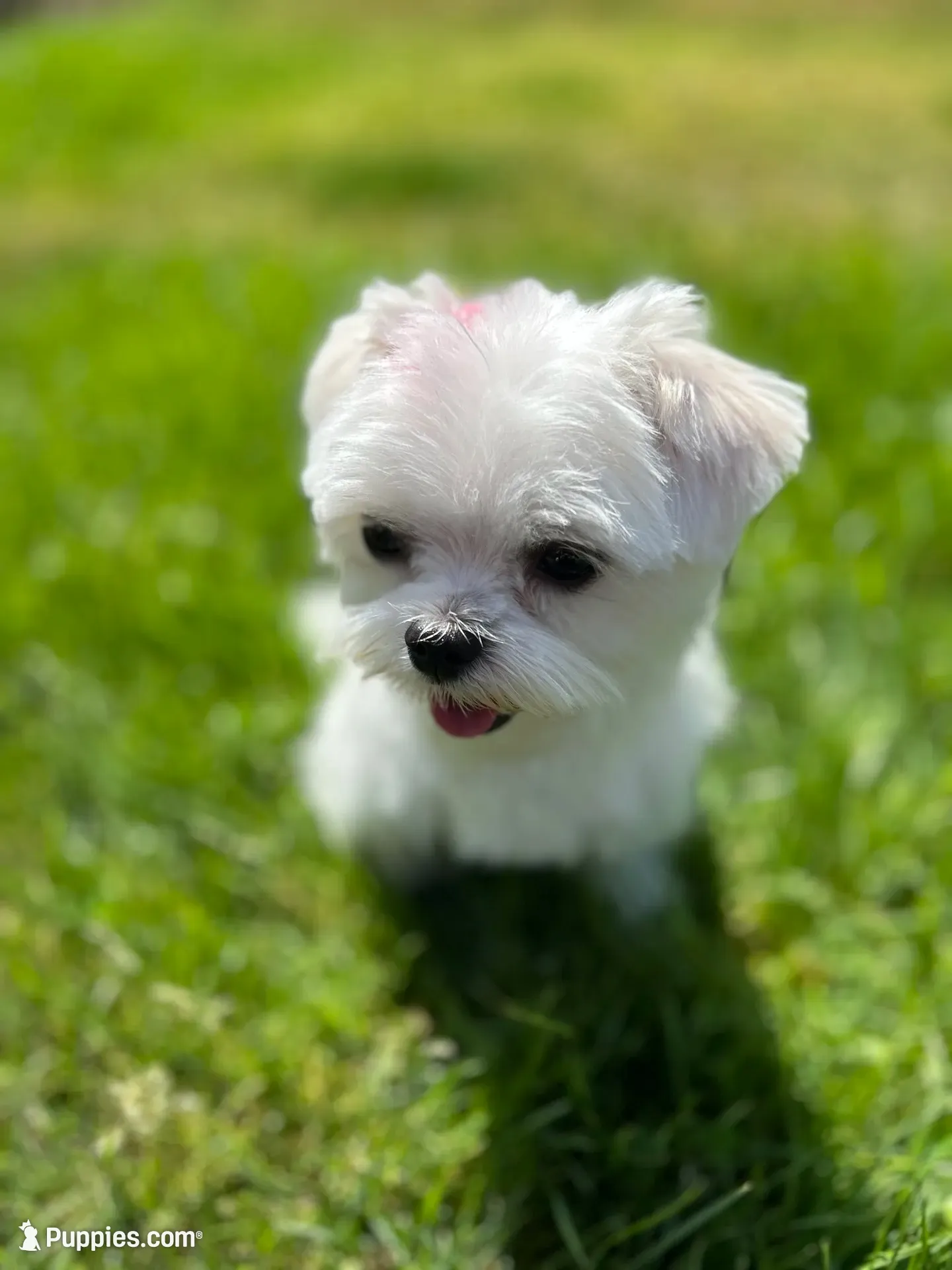 Buddy name changed, a male Maltese for sale in Vancouver, WA – 7 of 7