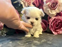 Dolly, a female Maltese for sale in Vancouver, WA – 3 of 6