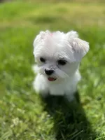 Buddy, a male Maltese for sale in Vancouver, WA – 7 of 7