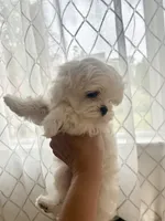 Buddy, a male Maltese for sale in Vancouver, WA – 2 of 7