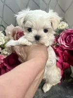 Buddy name changed, a male Maltese for sale in Vancouver, WA – 1 of 7
