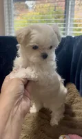 Buddy, a male Maltese for sale in Vancouver, WA – 5 of 7