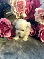 Dolly, a female Maltese for sale in Vancouver, WA – 2 of 6