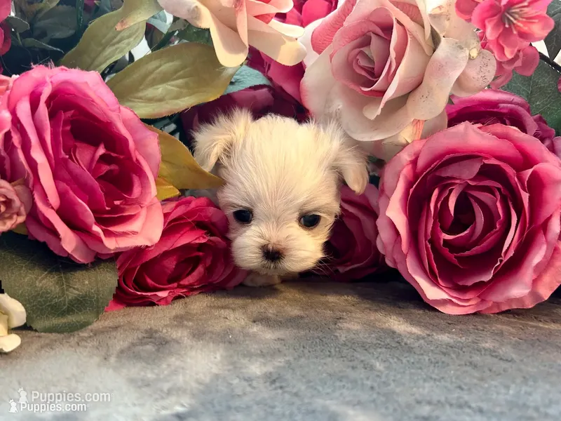 Dolly – Maltese puppy for sale in Vancouver, WA
