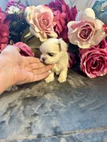 Rolex, a male Maltese for sale in Vancouver, WA – 2 of 5