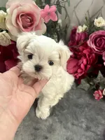 Buddy name changed, a male Maltese for sale in Vancouver, WA – 4 of 7