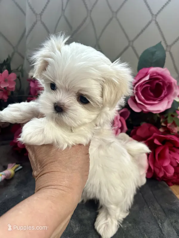 Dolly – Maltese puppy for sale in Vancouver, WA