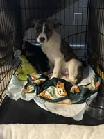 Cleo, a female Border Collie and Siberian Husky for sale in Colorado Springs, CO – 1 of 1