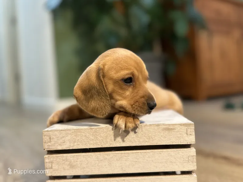 Shorty – Miniature Dachshund puppy for sale in Stevens, PA