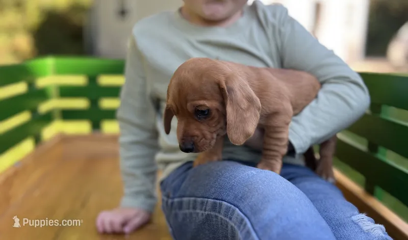 Bandit – Miniature Dachshund puppy for sale in Stevens, PA