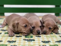Shorty, a male Miniature Dachshund for sale in Stevens, PA – 4 of 5