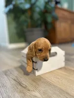 Bandit, a male Miniature Dachshund for sale in Stevens, PA – 4 of 7