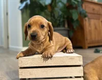 Doxie , a male Miniature Dachshund for sale in Stevens, PA – 3 of 6