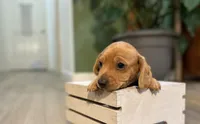Bandit, a male Miniature Dachshund for sale in Stevens, PA – 2 of 7