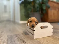 Bandit, a male Miniature Dachshund for sale in Stevens, PA – 1 of 7