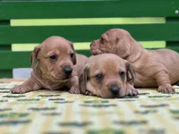 Bandit, a male Miniature Dachshund for sale in Stevens, PA – 7 of 7