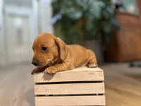 Doxie , a male Miniature Dachshund for sale in Stevens, PA – 2 of 6