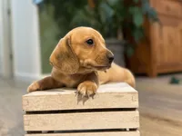 Shorty, a male Miniature Dachshund for sale in Stevens, PA – 2 of 5