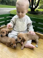 Doxie , a male Miniature Dachshund for sale in Stevens, PA – 6 of 6