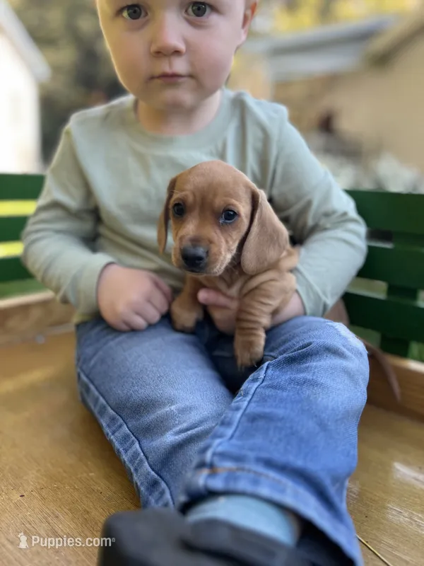 Doxie  – Miniature Dachshund puppy for sale in Stevens, PA