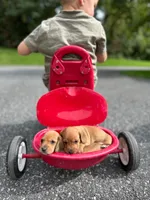 Shorty, a male Miniature Dachshund for sale in Stevens, PA – 5 of 5