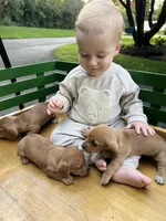 Shorty, a male Miniature Dachshund for sale in Stevens, PA – 3 of 5